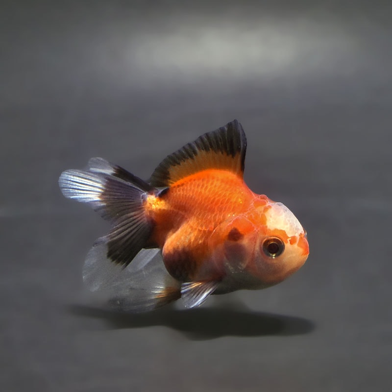 【金魚王子】トリカラーオランダ  6.5±1cm前後 (個体番号：xsw162) 金魚 きんぎょ 生体 オランダ獅子頭 厳選個体