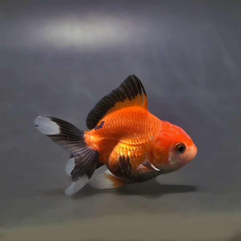 【金魚王子】トリカラーオランダ  6.5±1cm前後 (個体番号：xsw164) 金魚 きんぎょ 生体 オランダ獅子頭 厳選個体