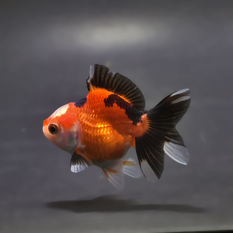 【金魚王子】トリカラーオランダ  6.5±1cm前後 (個体番号：xsw165) 金魚 きんぎょ 生体 オランダ獅子頭 厳選個体