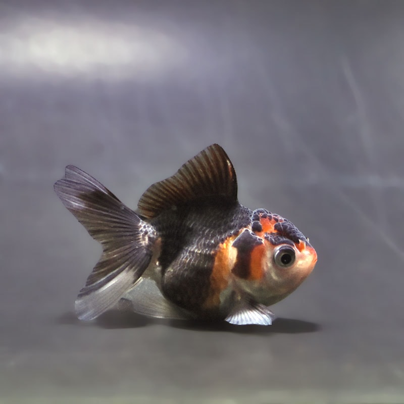 【金魚王子】トリカラーオランダ  6.5±1cm前後 (個体番号：xsw166) 金魚 きんぎょ 生体 オランダ獅子頭 厳選個体