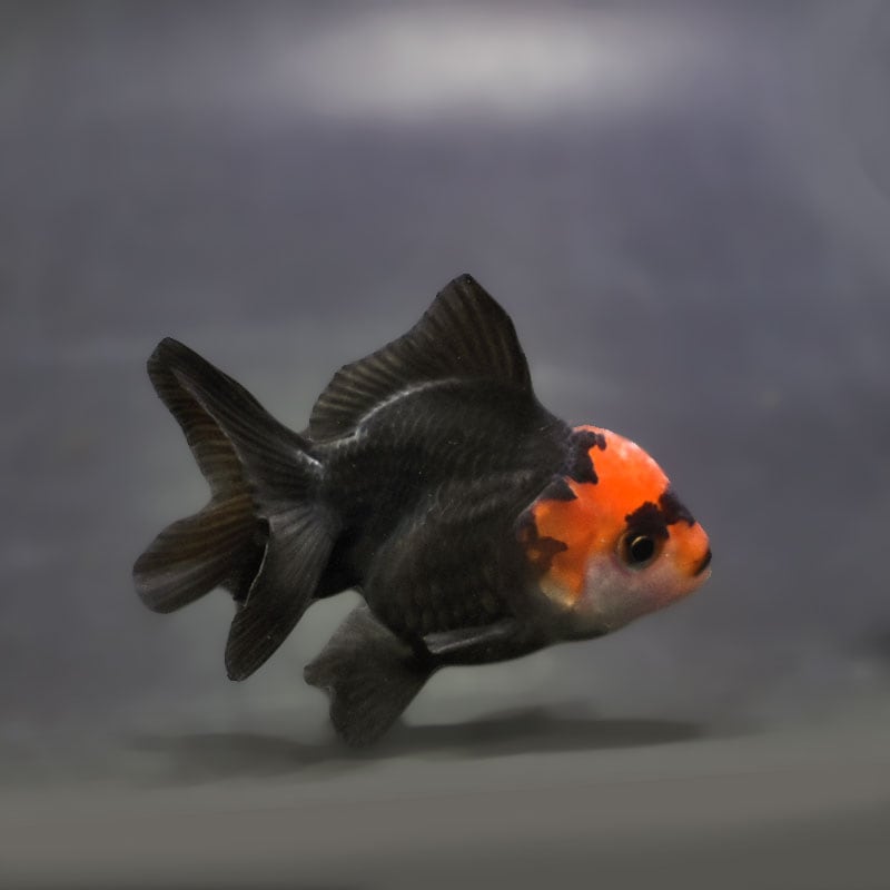 【金魚王子】トリカラーオランダ  6.5±1cm前後 (個体番号：xsw167) 金魚 きんぎょ 生体 オランダ獅子頭 厳選個体