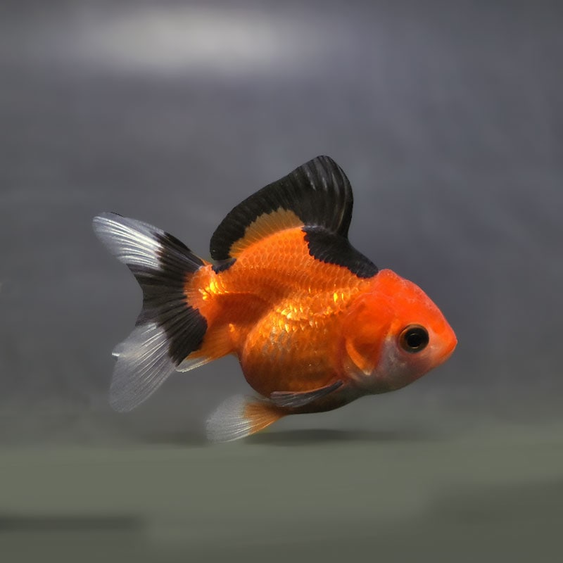 【金魚王子】トリカラーオランダ  6.5±1cm前後 (個体番号：xsw169) 金魚 きんぎょ 生体 オランダ獅子頭 厳選個体