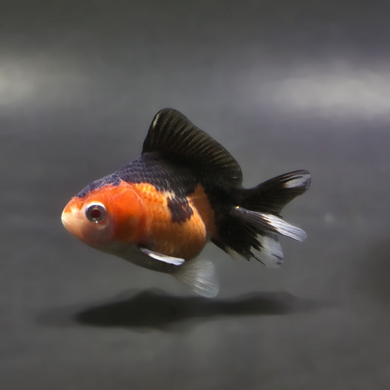 【金魚王子】トリカラーオランダ  6.5±1cm前後 (個体番号：xsw170) 金魚 きんぎょ 生体 オランダ獅子頭 厳選個体