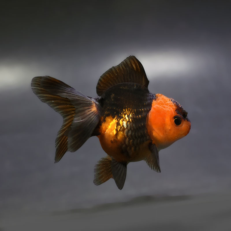 【金魚王子】虎オランダ  7±1cm前後 (個体番号：xsw171) 金魚 きんぎょ 生体 オランダ獅子頭 厳選個体