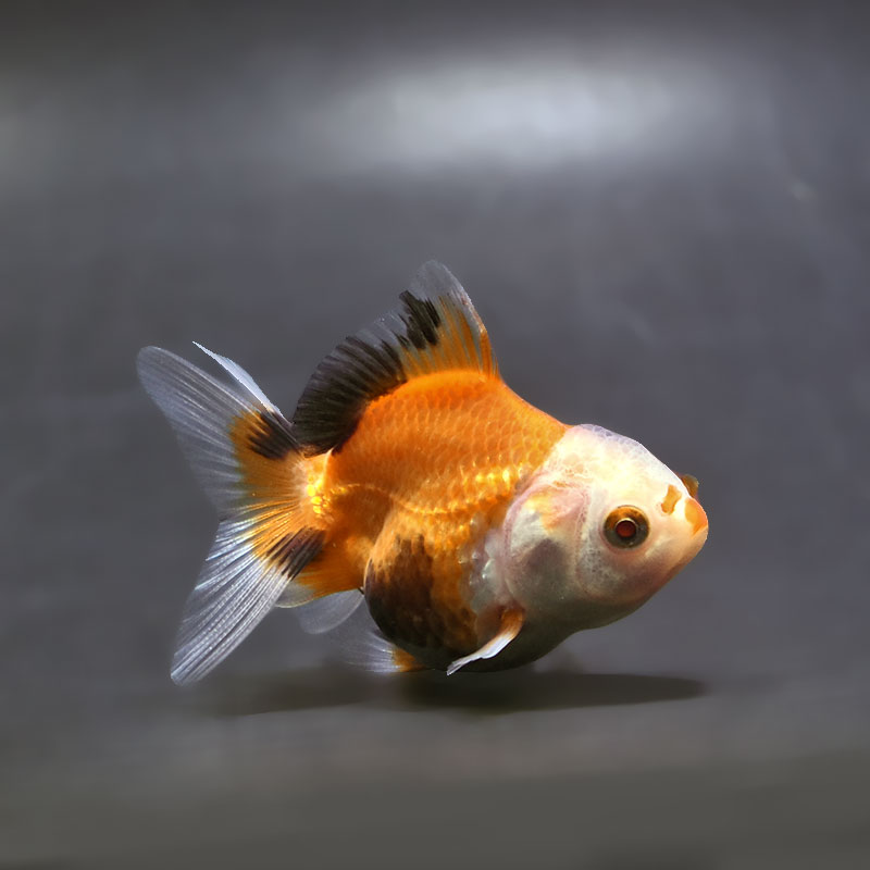 【金魚王子】トリカラーオランダ  7±1cm前後 (個体番号：xsw172) 金魚 きんぎょ 生体 オランダ獅子頭 厳選個体