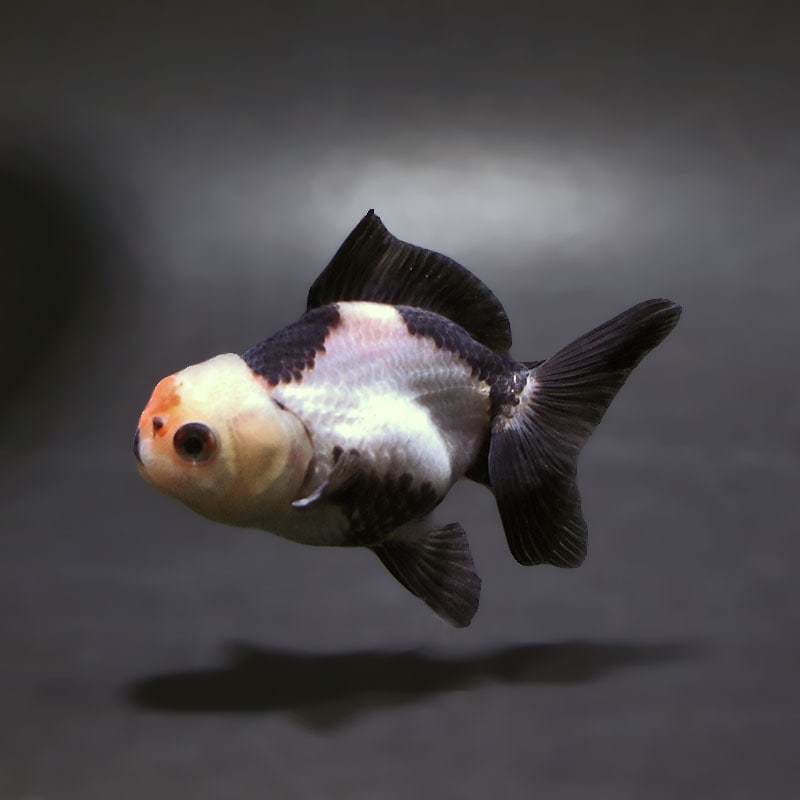 【金魚王子】トリカラーオランダ  7±1cm前後 (個体番号：xsw173) 金魚 きんぎょ 生体 オランダ獅子頭 厳選個体