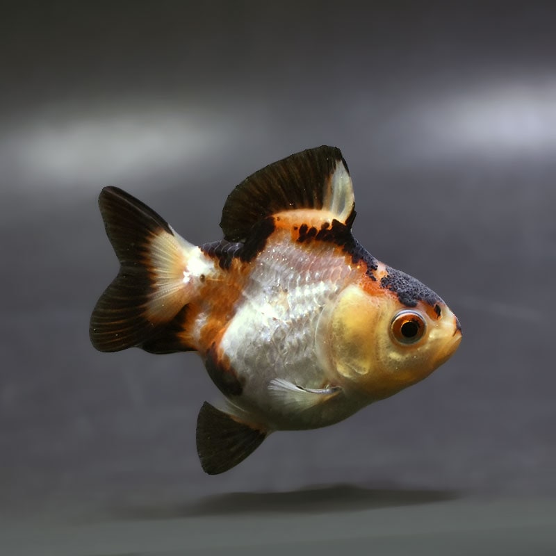 【金魚王子】トリカラーオランダ  7±1cm前後 (個体番号：xsw174) 金魚 きんぎょ 生体 オランダ獅子頭 厳選個体