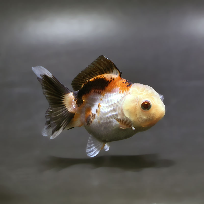 【金魚王子】トリカラーオランダ  7±1cm前後 (個体番号：xsw175) 金魚 きんぎょ 生体 オランダ獅子頭 厳選個体