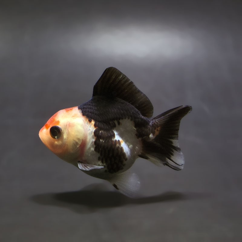 【金魚王子】トリカラーオランダ  7±1cm前後 (個体番号：xsw176) 金魚 きんぎょ 生体 オランダ獅子頭 厳選個体