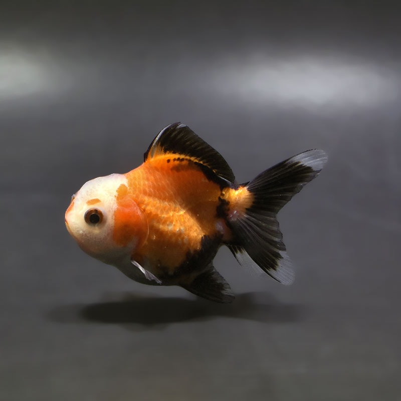 【金魚王子】トリカラーオランダ  7±1cm前後 (個体番号：xsw177) 金魚 きんぎょ 生体 オランダ獅子頭 厳選個体