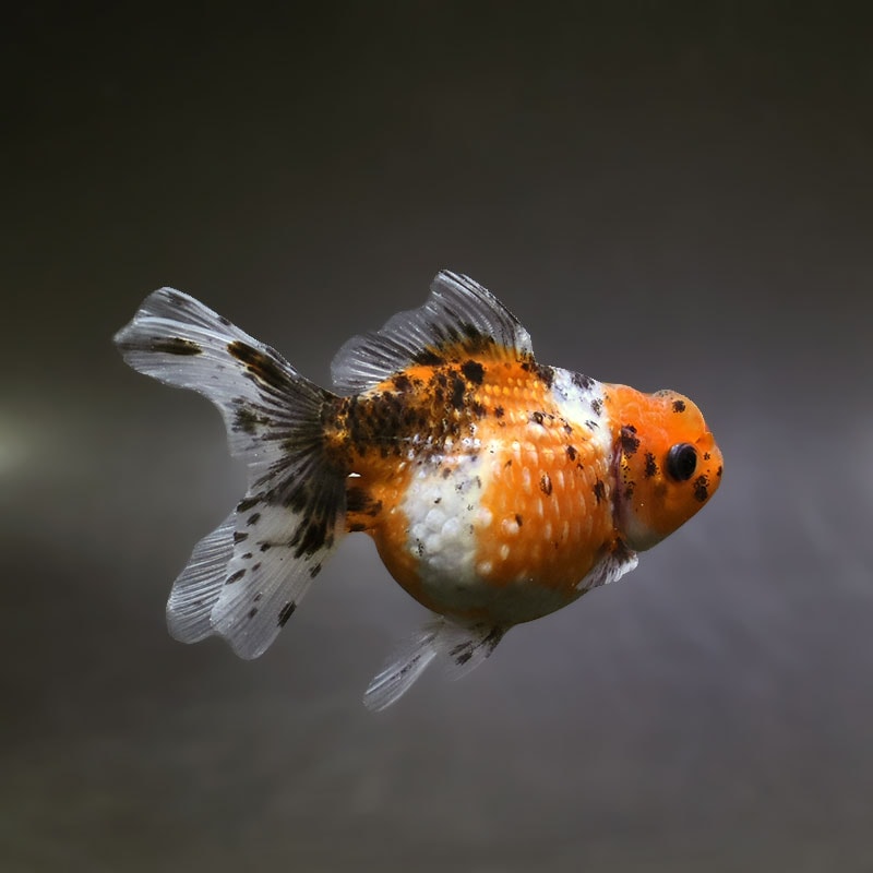 【金魚王子】キャリコ浜錦 11±1cm前後 (個体番号：xsw181) 金魚 きんぎょ 生体 パールスケール 厳選個体