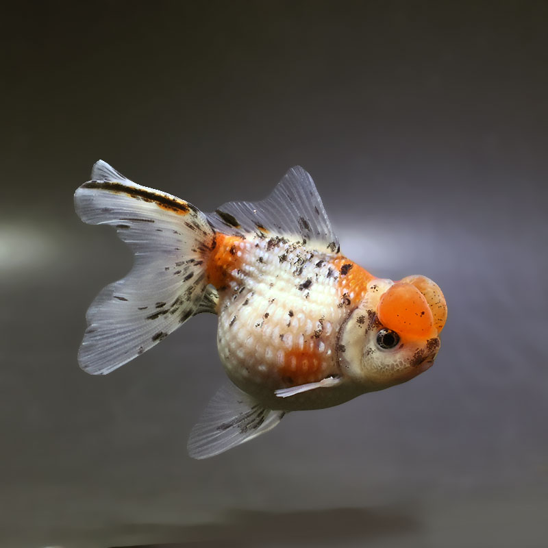 【金魚王子】キャリコ浜錦 11±1cm前後 (個体番号：xsw182) 金魚 きんぎょ 生体 パールスケール 厳選個体