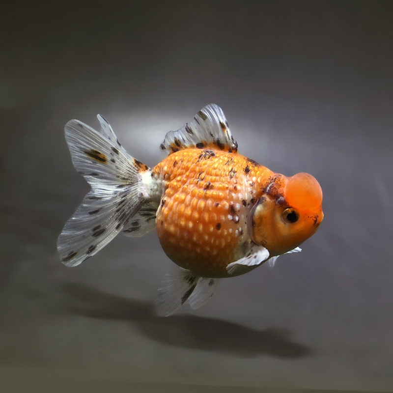 金魚,パールスケール系 | 金魚の通販は「金魚王子 オンラインストア