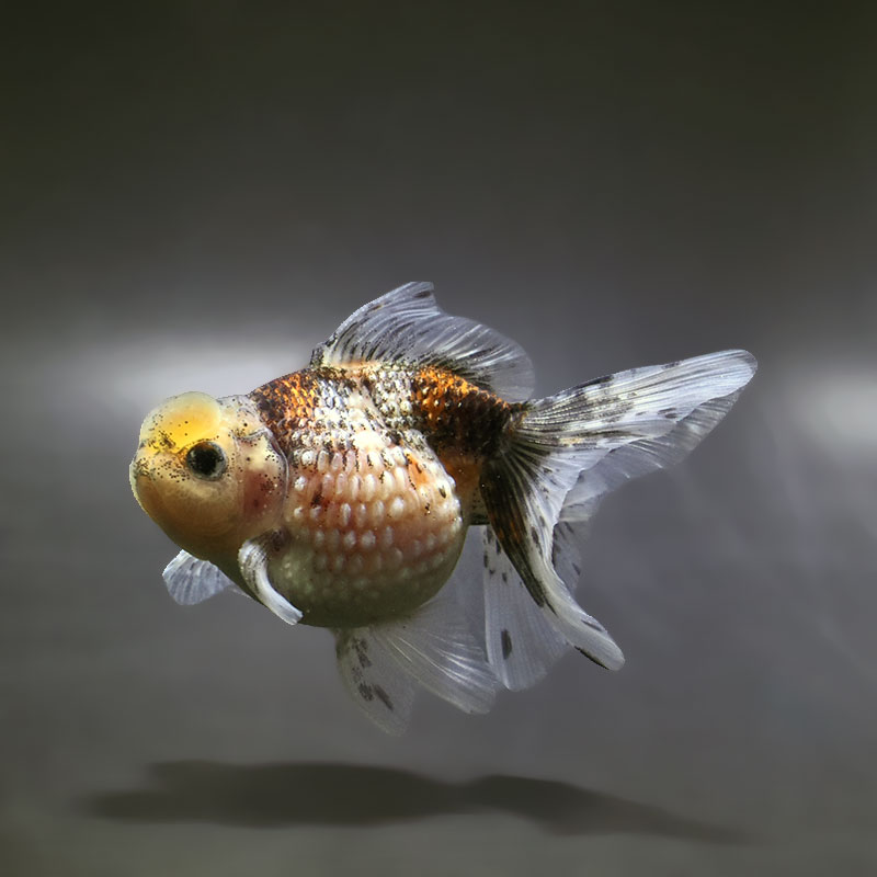 【金魚王子】キャリコ浜錦 11±1cm前後 (個体番号：xsw184) 金魚 きんぎょ 生体 パールスケール 厳選個体