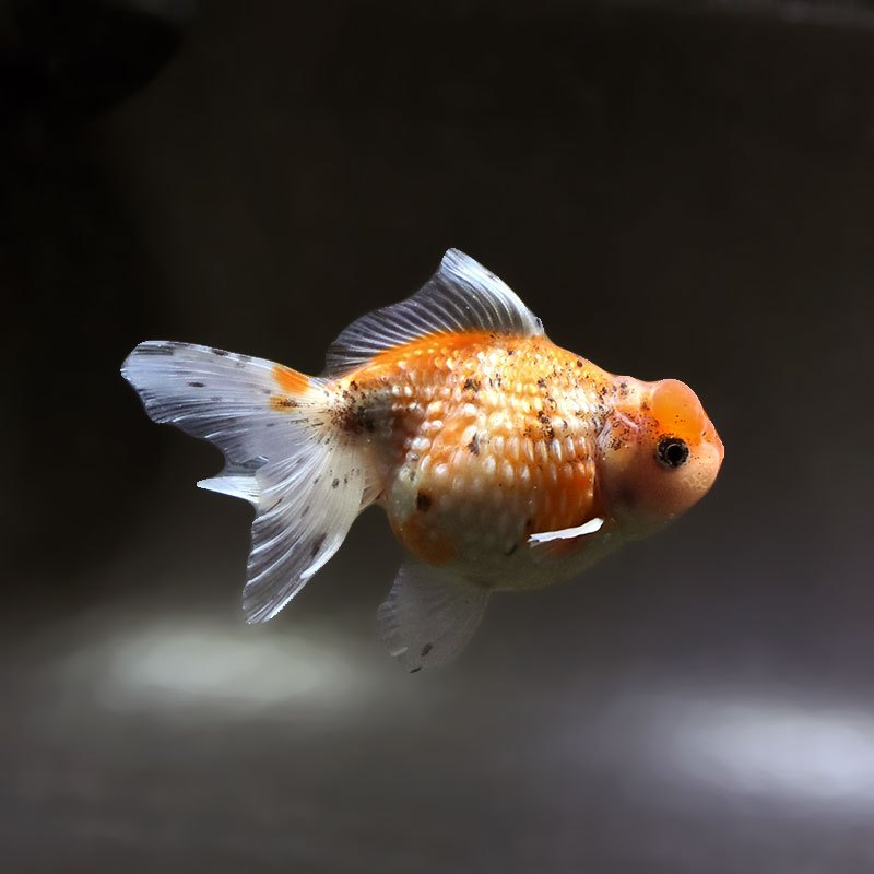 【金魚王子】キャリコ浜錦 11±1cm前後 (個体番号：xsw185) 金魚 きんぎょ 生体 パールスケール 厳選個体