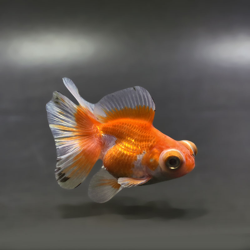 【金魚王子】更紗蝶尾 7～8cm前後 (個体番号：xsw201) 金魚 きんぎょ 生体 蝶尾 厳選個体