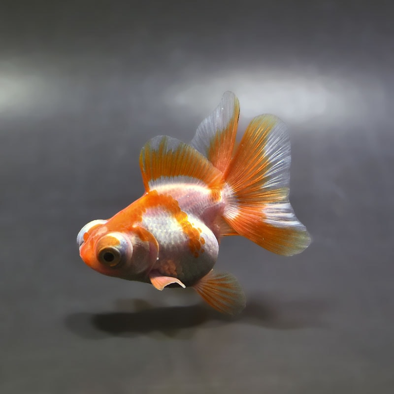 【金魚王子】更紗蝶尾 7～8cm前後 (個体番号：xsw202) 金魚 きんぎょ 生体 蝶尾 厳選個体