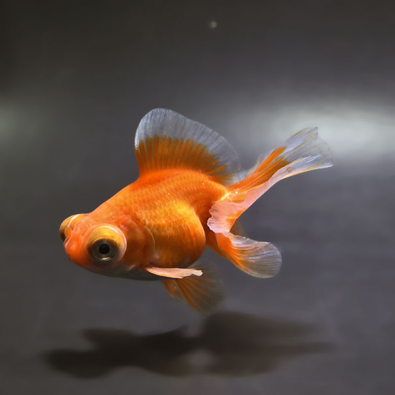 【金魚王子】更紗蝶尾 7～8cm前後 (個体番号：xsw203) 金魚 きんぎょ 生体 蝶尾 厳選個体