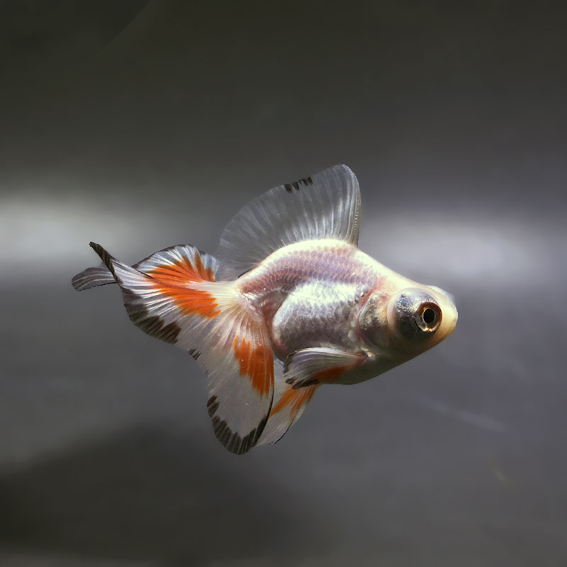 【金魚王子】三色蝶尾 7～8cm前後 (個体番号：xsw205) 金魚 きんぎょ 生体 蝶尾 厳選個体