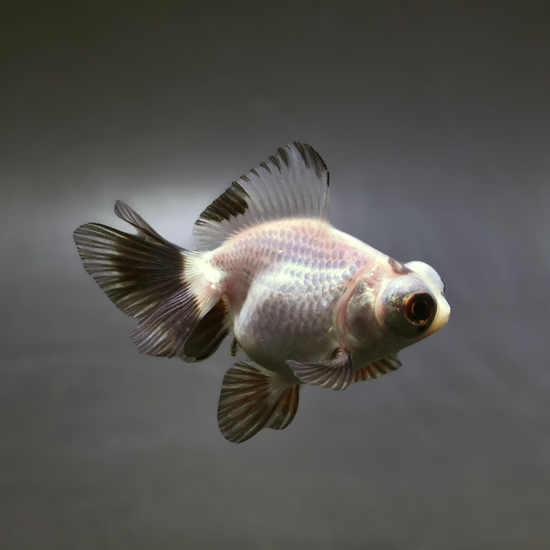 【金魚王子】白黒蝶尾 7～8cm前後 (個体番号：xsw206) 金魚 きんぎょ 生体 蝶尾 厳選個体