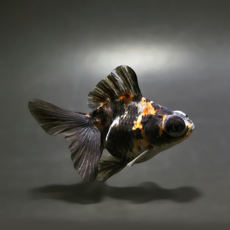 【金魚王子】三色蝶尾 7～8cm前後 (個体番号：xsw207) 金魚 きんぎょ 生体 蝶尾 厳選個体