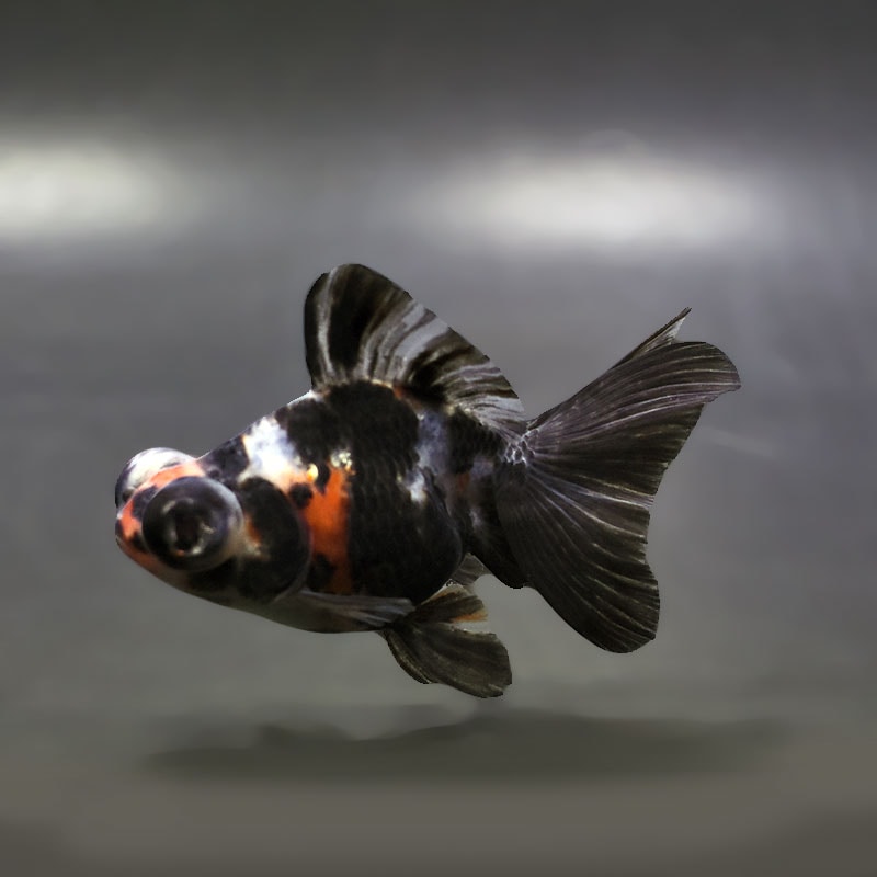 金魚,蝶尾（ちょうび）・出目金系 | 金魚の通販は「金魚王子