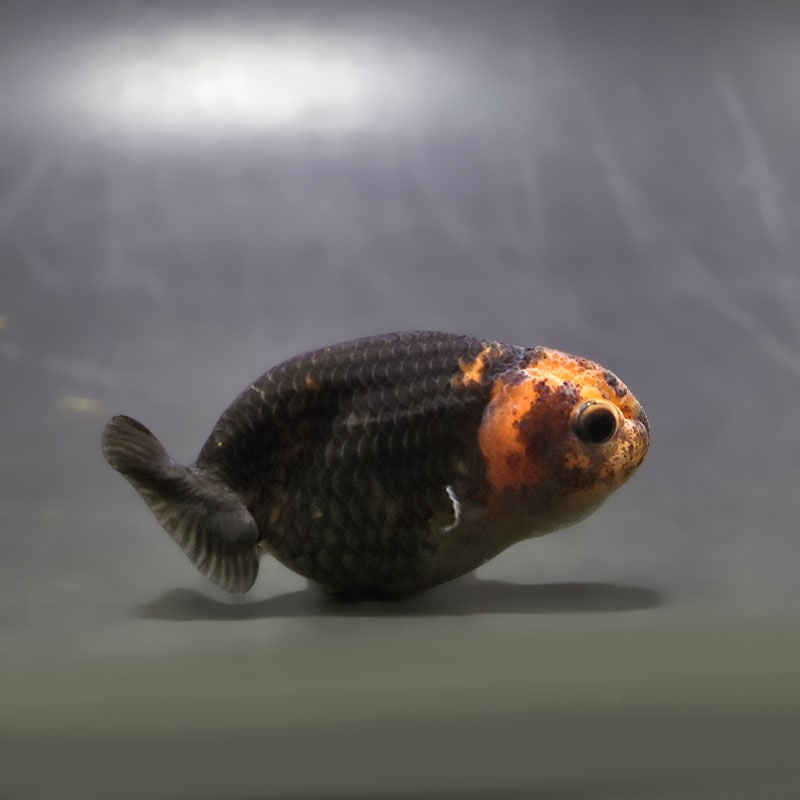 【金魚王子】変わり柄らんちゅう 6.5cm前後 (個体番号：xsw211) 金魚 きんぎょ 生体 らんちゅう 厳選個体