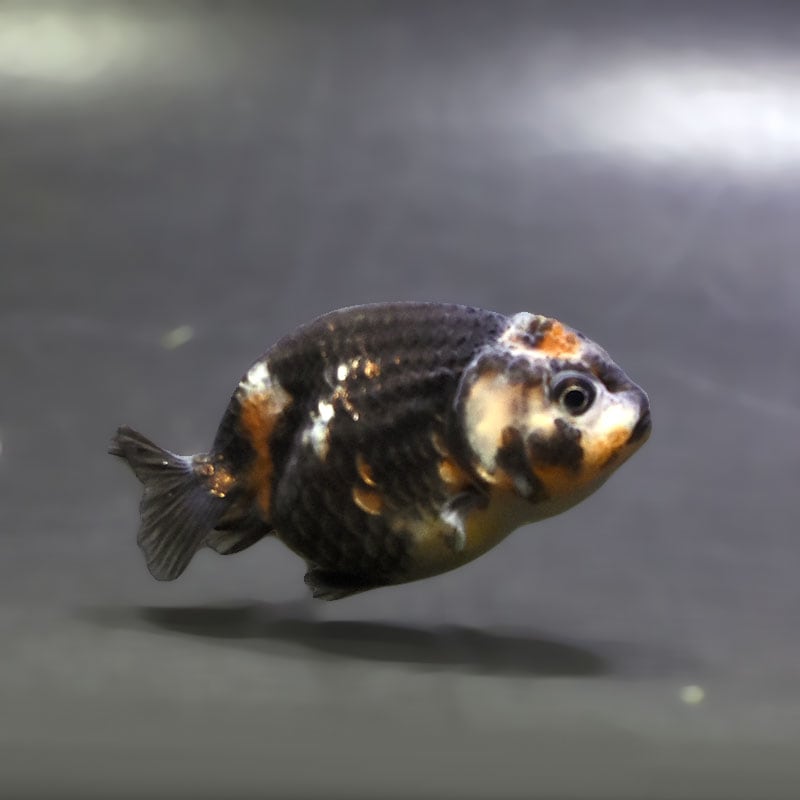 【金魚王子】変わり柄らんちゅう 6.5cm前後 (個体番号：xsw212) 金魚 きんぎょ 生体 らんちゅう 厳選個体