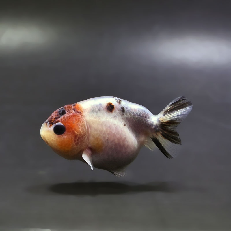 【金魚王子】変わり柄らんちゅう 7cm前後 (個体番号：xsw213) 金魚 きんぎょ 生体 らんちゅう 厳選個体