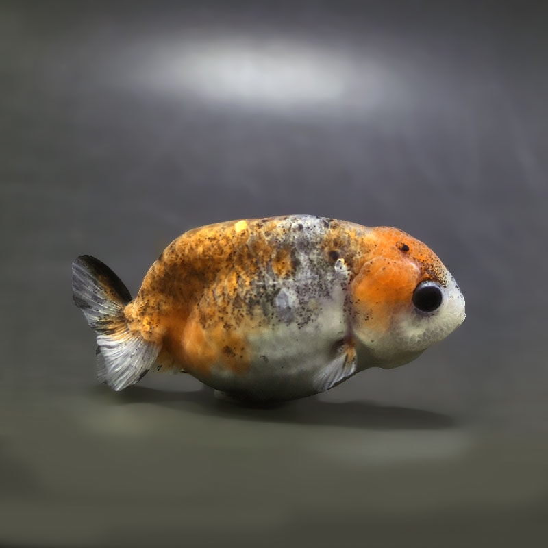 【金魚王子】変わり柄らんちゅう 8cm前後 (個体番号：xsw214) 金魚 きんぎょ 生体 らんちゅう 厳選個体