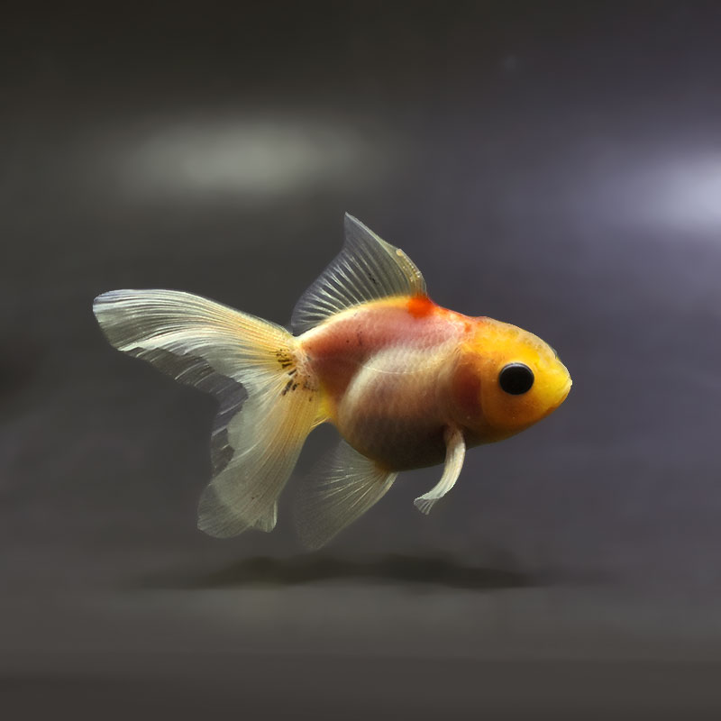 金魚 | 金魚の通販は「金魚王子 オンラインストア」金魚専門店 販売