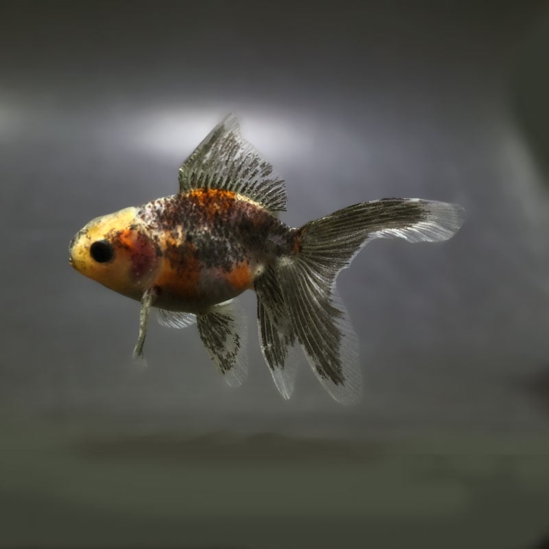 【金魚王子】ハーフムーンオランダ  8±1cm前後 (個体番号：xsw226) 金魚 きんぎょ 生体 オランダ獅子頭 厳選個体