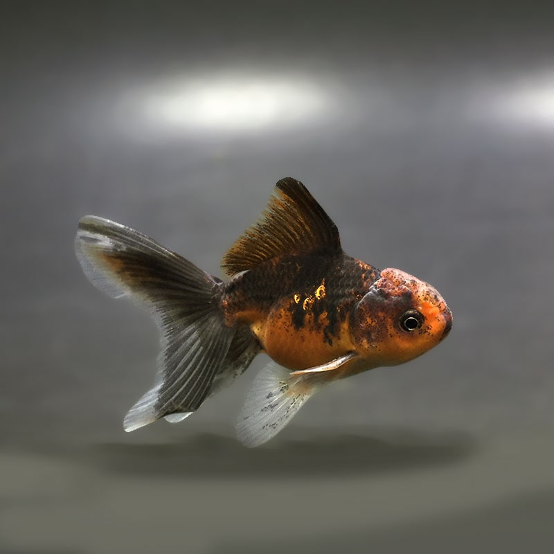 【金魚王子】ハーフムーンオランダ  8±1cm前後 (個体番号：xsw230) 金魚 きんぎょ 生体 オランダ獅子頭 厳選個体