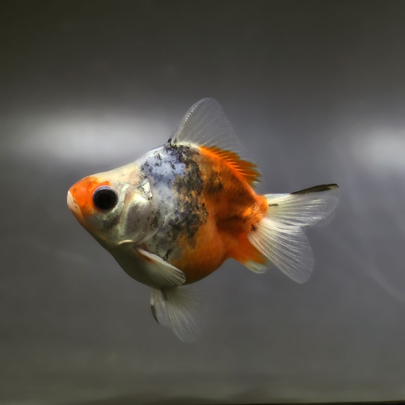 【金魚王子】琉金 (キャリコ／ショートテールタイプ) 8±1cm前後 (個体番号：xsw232) 金魚 きんぎょ 生体 琉金 厳選個体