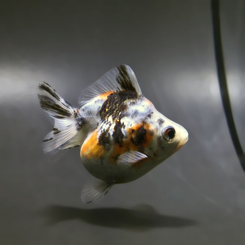 【金魚王子】琉金 (キャリコ／ショートテールタイプ) 8±1cm前後 (個体番号：xsw234) 金魚 きんぎょ 生体 琉金 厳選個体