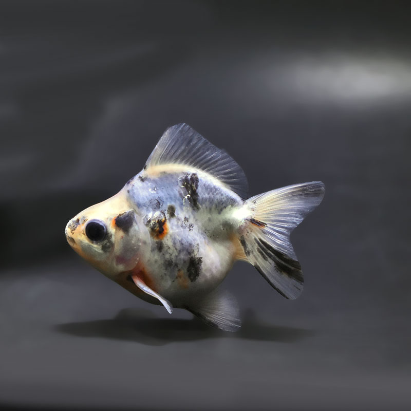 【金魚王子】琉金 (キャリコ／ショートテールタイプ) 8±1cm前後 (個体番号：xsw235) 金魚 きんぎょ 生体 琉金 厳選個体