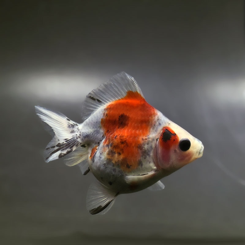 【金魚王子】琉金 (キャリコ／ショートテールタイプ) 8±1cm前後 (個体番号：xsw236) 金魚 きんぎょ 生体 琉金 厳選個体