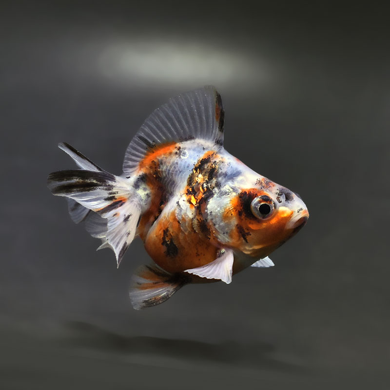 【金魚王子】琉金 (キャリコ／ショートテールタイプ) 8±1cm前後 (個体番号：xsw237) 金魚 きんぎょ 生体 琉金 厳選個体