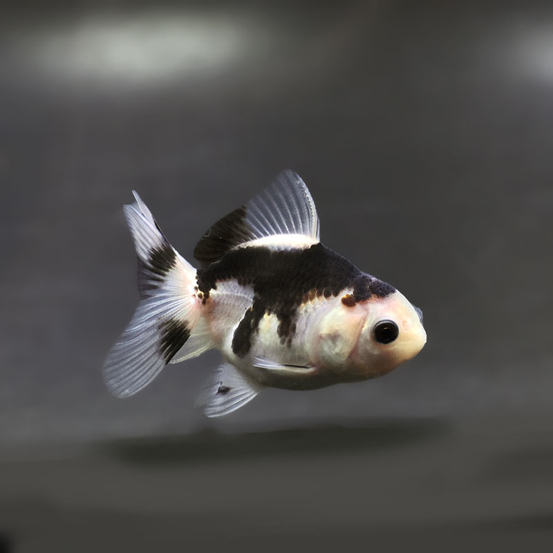 【金魚王子】白黒オランダ  6.5±1cm前後 (個体番号：xsw241) 金魚 きんぎょ 生体 オランダ獅子頭 厳選個体