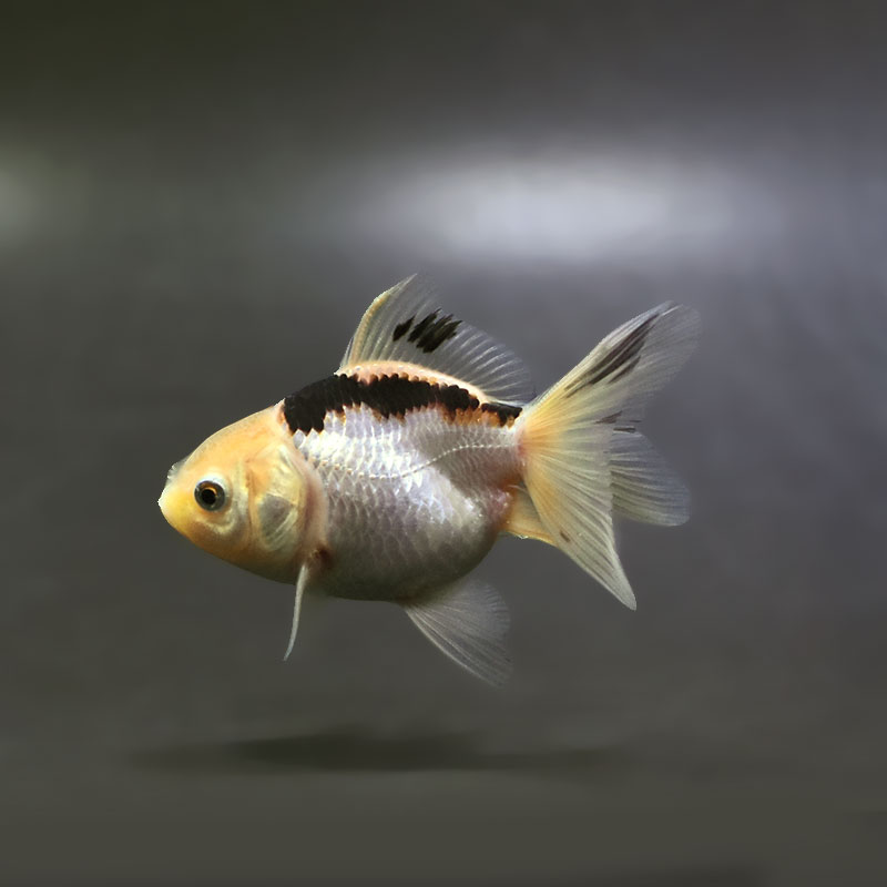 【金魚王子】白黒オランダ  6.5±1cm前後 (個体番号：xsw243) 金魚 きんぎょ 生体 オランダ獅子頭 厳選個体