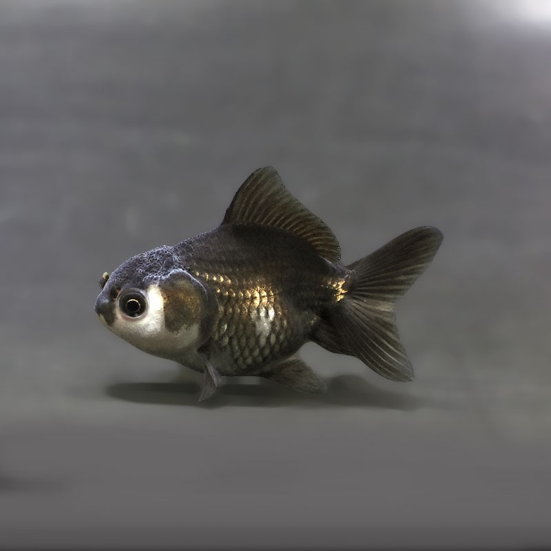 【金魚王子】白黒オランダ  6.5±1cm前後 (個体番号：xsw244) 金魚 きんぎょ 生体 オランダ獅子頭 厳選個体