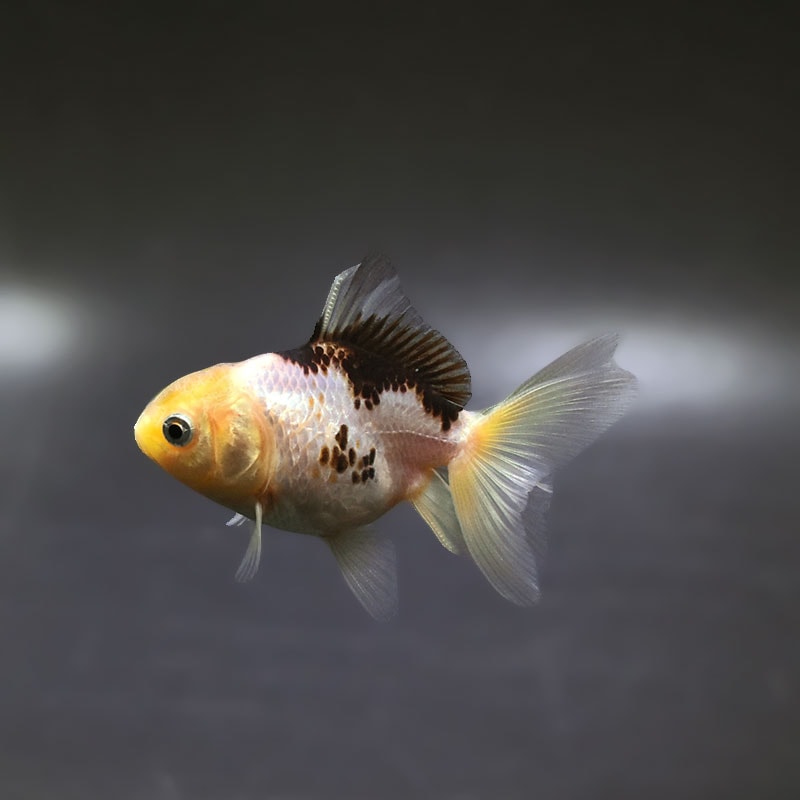 【金魚王子】白黒オランダ  6.5±1cm前後 (個体番号：xsw245) 金魚 きんぎょ 生体 オランダ獅子頭 厳選個体