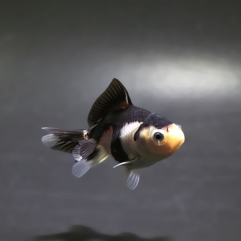 【金魚王子】白黒オランダ  6.5±1cm前後 (個体番号：xsw246) 金魚 きんぎょ 生体 オランダ獅子頭 厳選個体