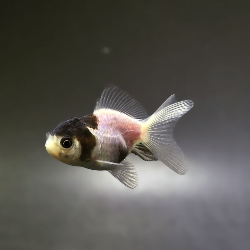 【金魚王子】白黒オランダ  6.5±1cm前後 (個体番号：xsw247) 金魚 きんぎょ 生体 オランダ獅子頭 厳選個体