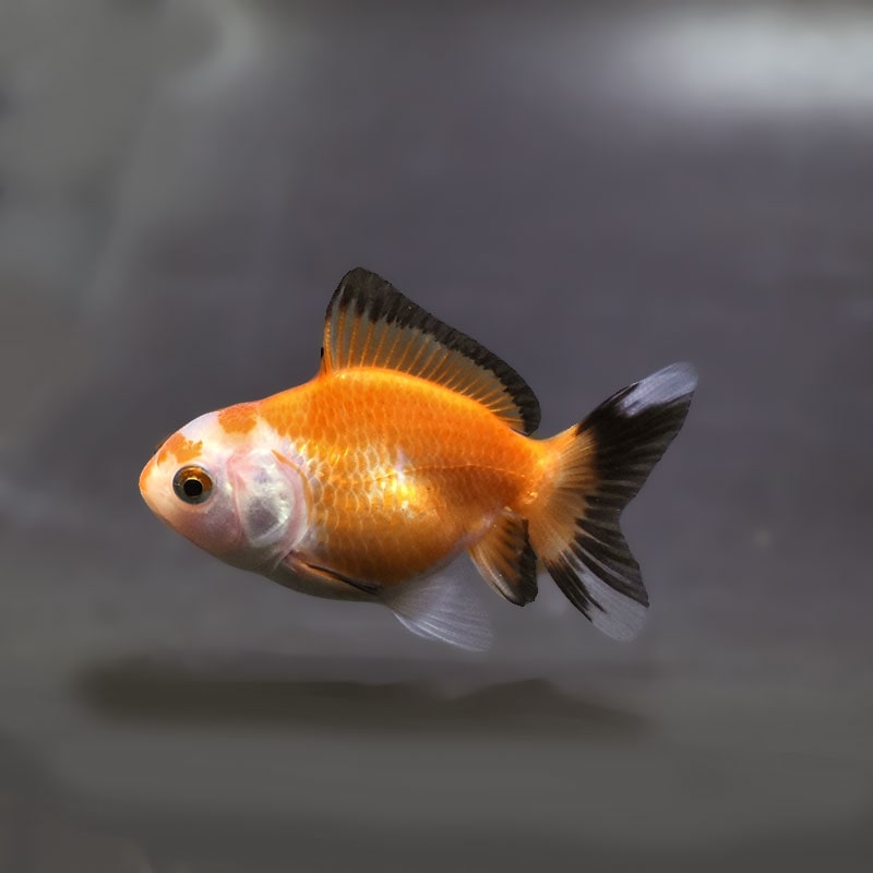 【金魚王子】トリカラーオランダ  6.5±1cm前後 (個体番号：xsw249) 金魚 きんぎょ 生体 オランダ獅子頭 厳選個体