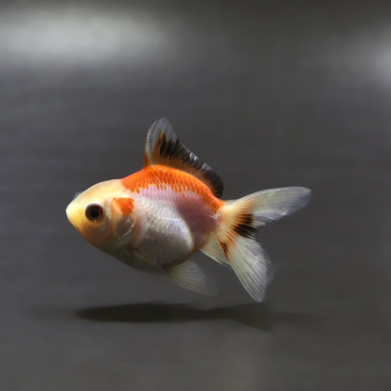 【金魚王子】トリカラーオランダ  6.5±1cm前後 (個体番号：xsw250) 金魚 きんぎょ 生体 オランダ獅子頭 厳選個体