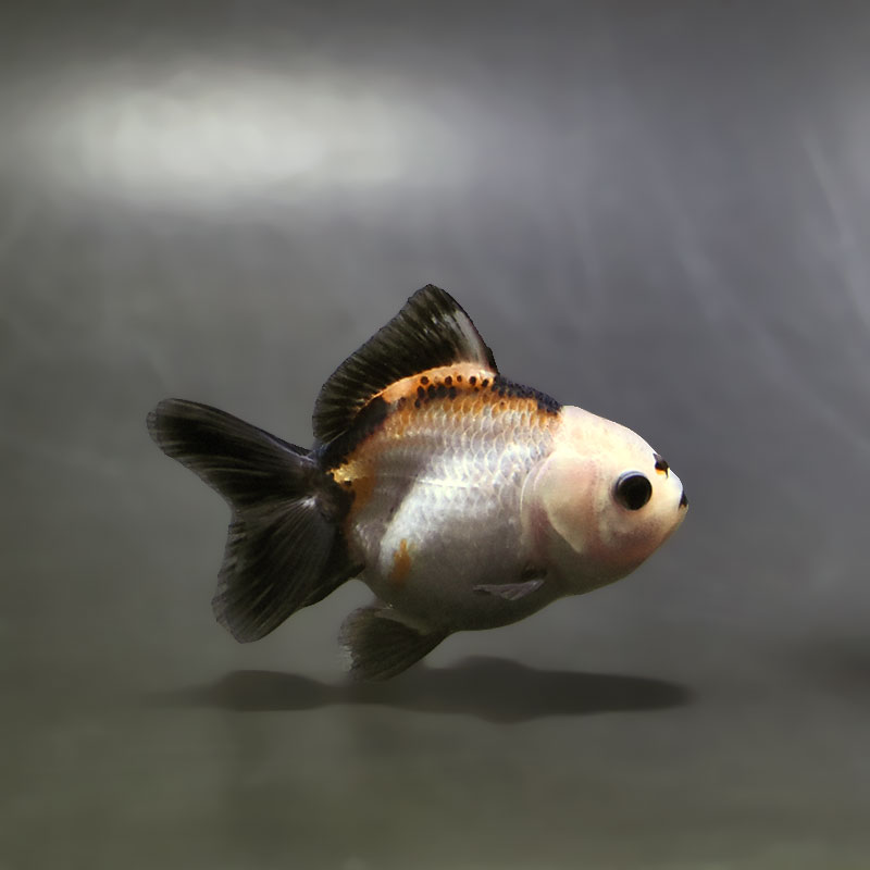 【金魚王子】トリカラーオランダ  6.5±1cm前後 (個体番号：xsw252) 金魚 きんぎょ 生体 オランダ獅子頭 厳選個体