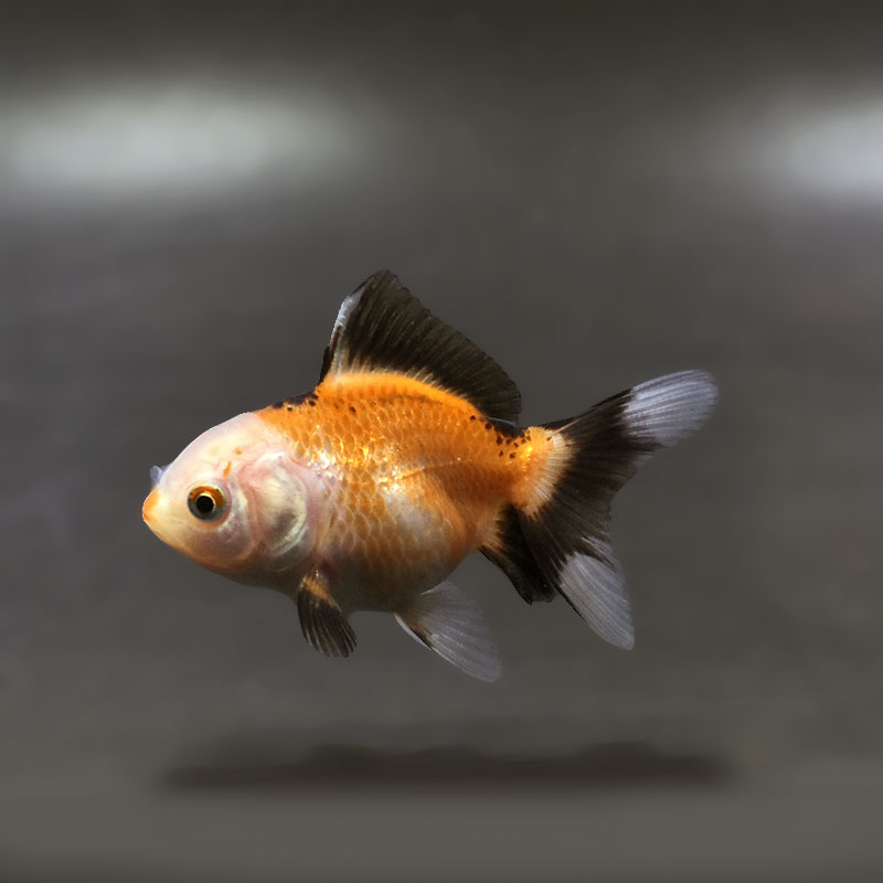 【金魚王子】トリカラーオランダ  6.5±1cm前後 (個体番号：xsw253) 金魚 きんぎょ 生体 オランダ獅子頭 厳選個体