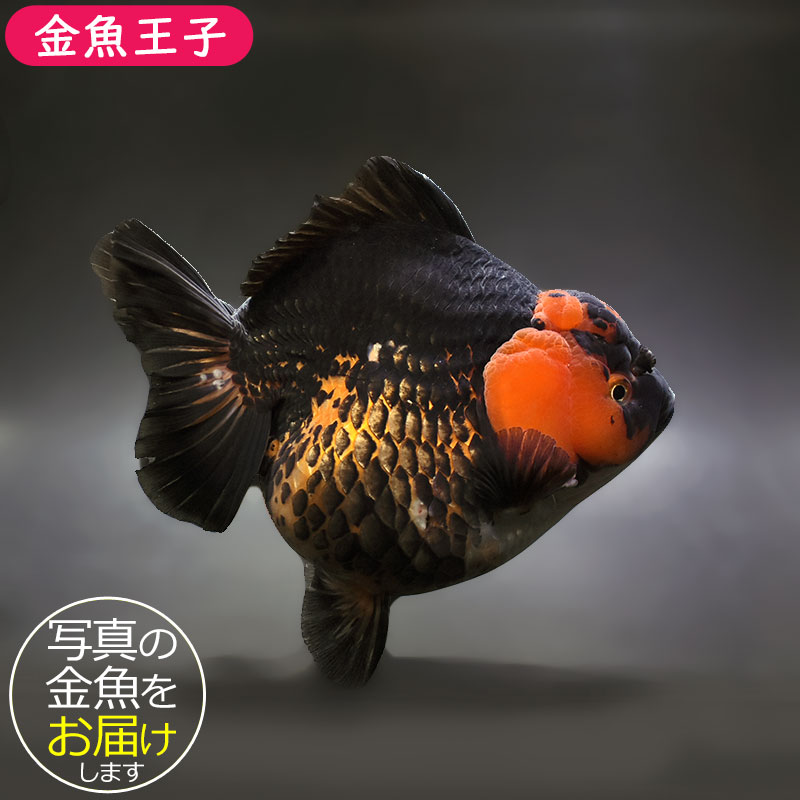 【金魚王子】虎ショートテールオランダ  17cm前後 (個体番号：xsw263) 金魚 きんぎょ 生体 オランダ獅子頭 厳選個体