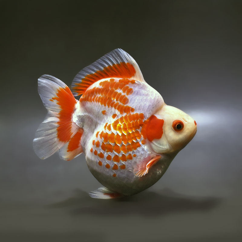 【金魚王子】更紗ショートテール琉金（鹿の子柄） 15.5cm前後 (個体番号：xsw271) 金魚 きんぎょ 生体 琉金 厳選個体